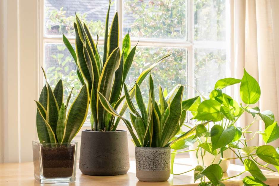 a-complete-guide-to-growing-snake-plants-in-your-garden